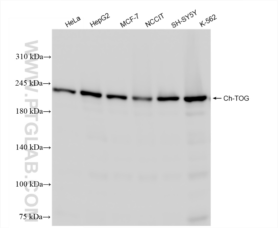 WB analysis using 84285-3-RR