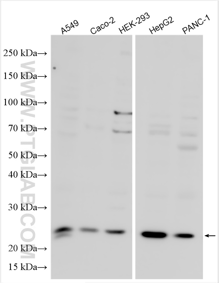 WB analysis using 26912-1-AP