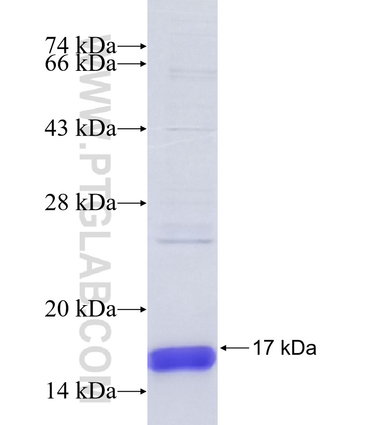 CLDN2 fusion protein Ag37750 SDS-PAGE