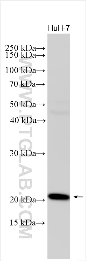 WB analysis using 30520-1-AP