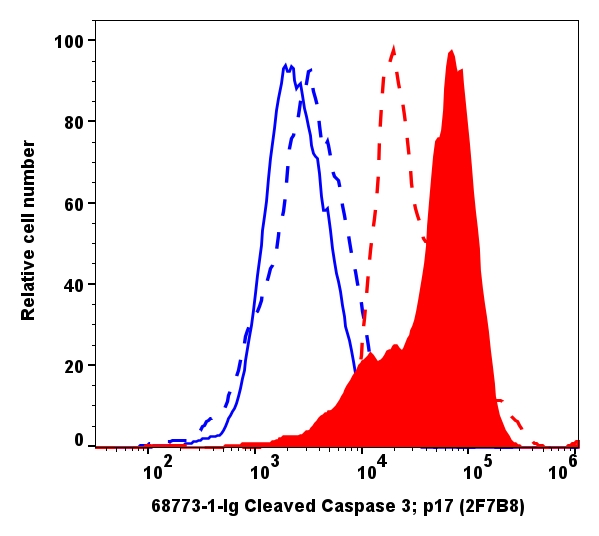 Cleaved Caspase 3; p17