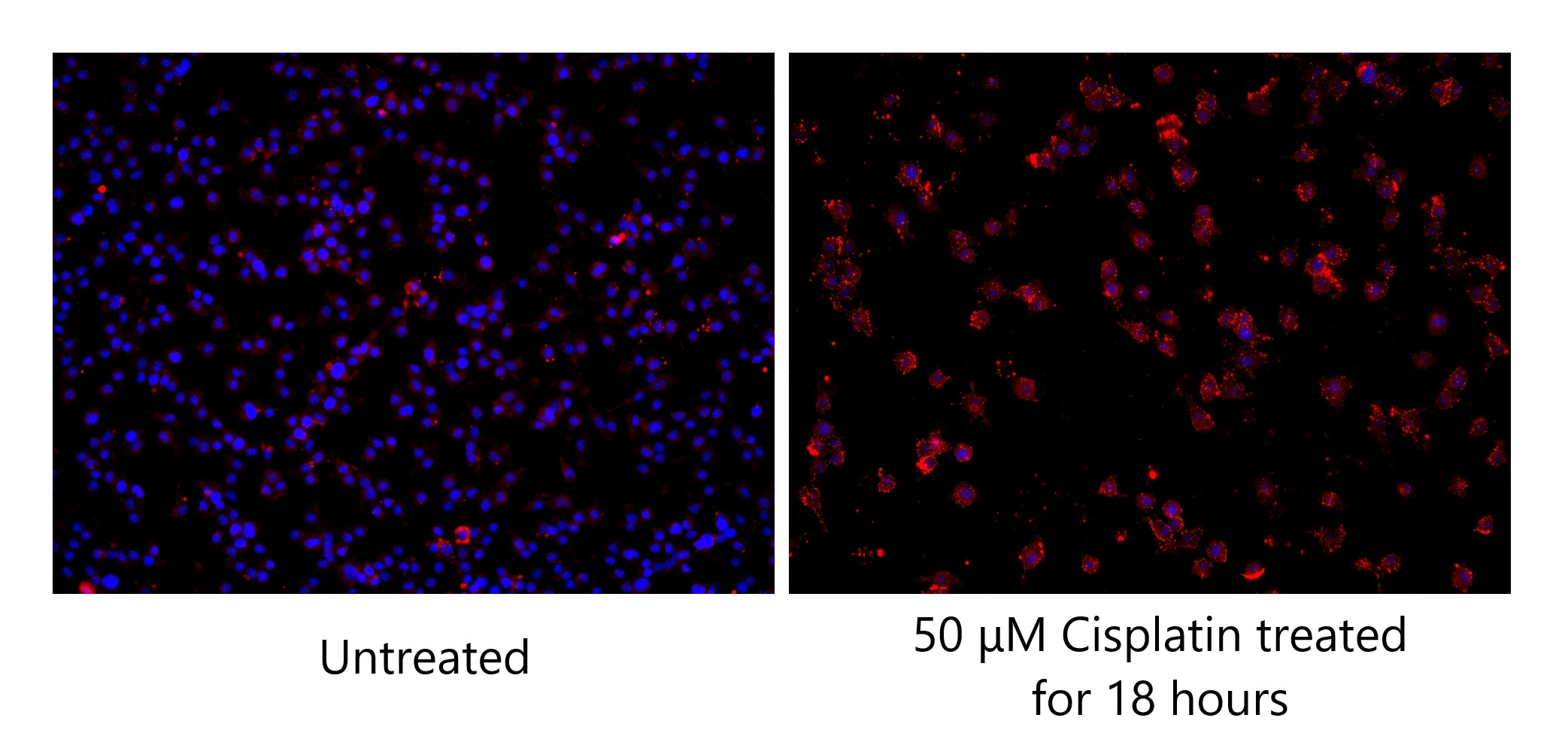 IF Staining of BV-2 using 68773-1-Ig (same clone as 68773-1-PBS)