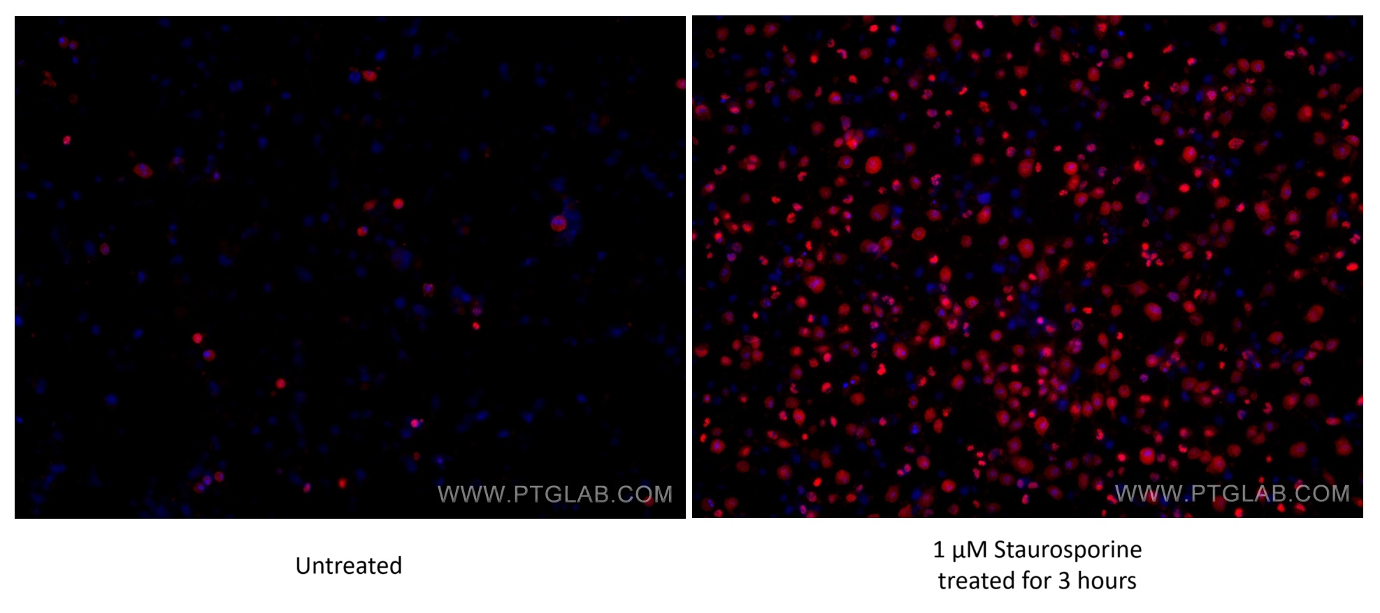 IF Staining of HSC-T6 using 60555-1-Ig