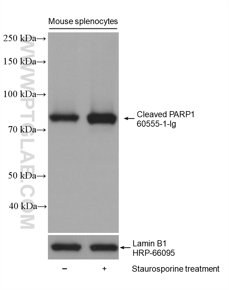 WB analysis using 60555-1-Ig