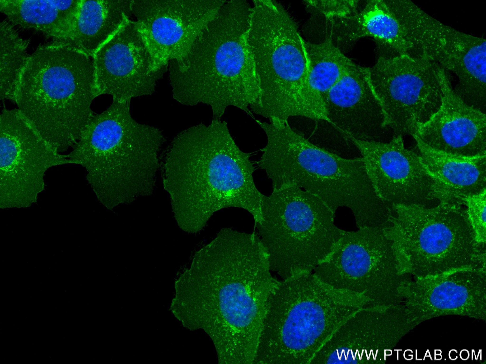 IF Staining of A431 using 83776-4-RR