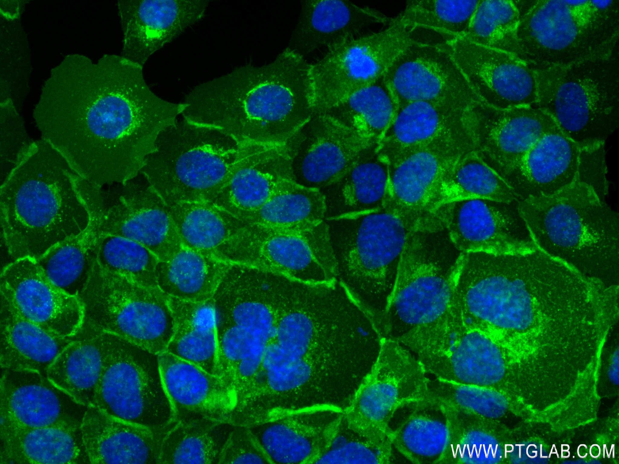 IF Staining of A431 using 83776-4-RR