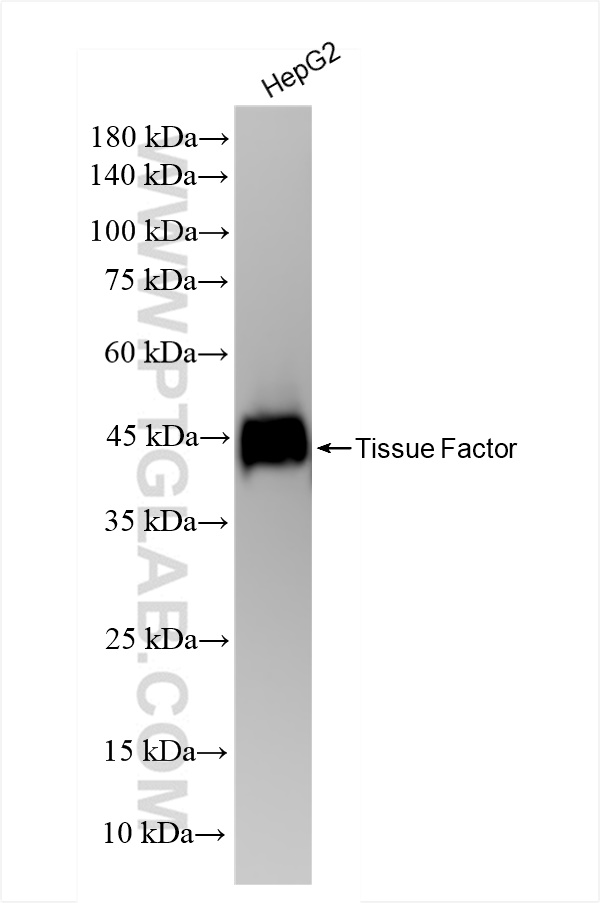 WB analysis of HepG2 using 83776-4-RR