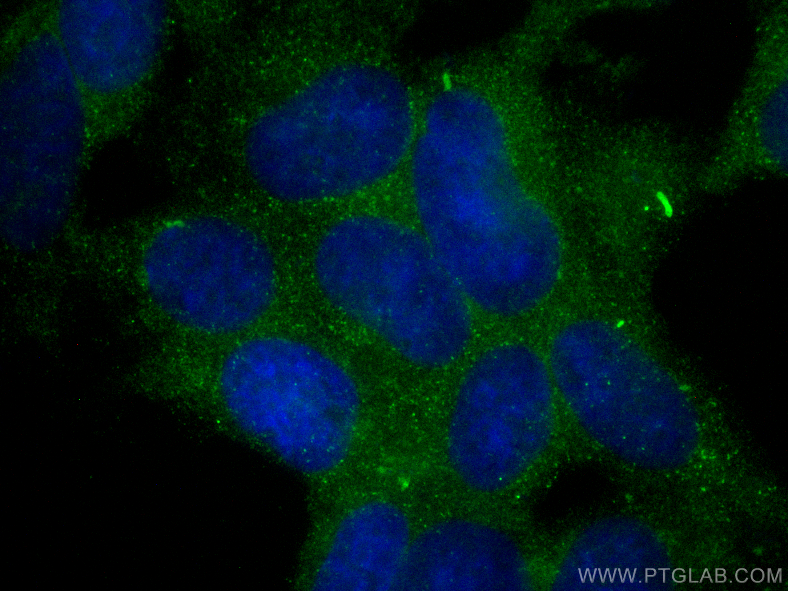 IF Staining of HEK-293 using CL488-28459