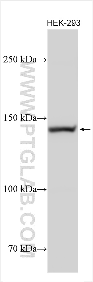 WB analysis using 31280-1-AP