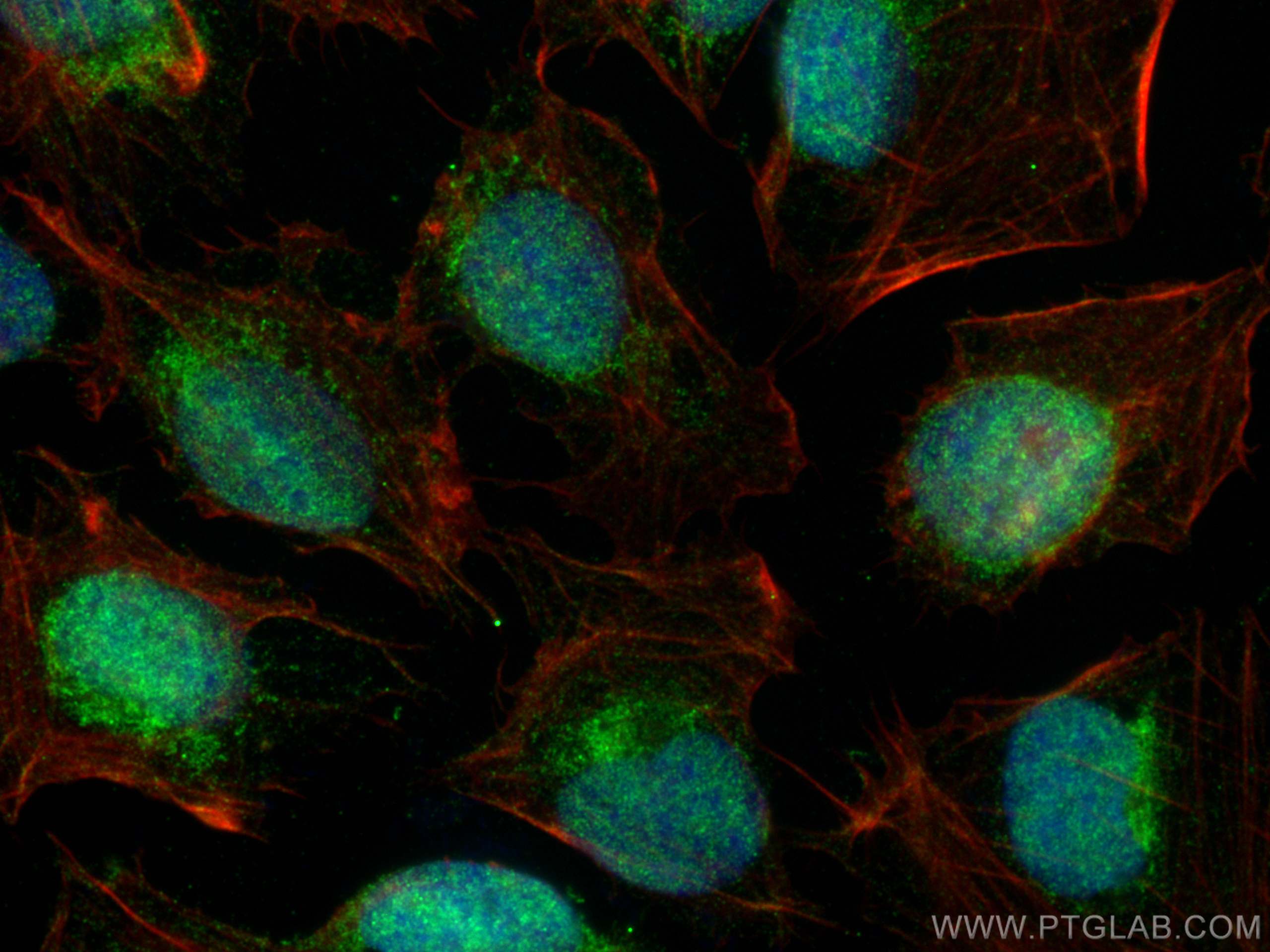 IF Staining of U2OS using 24401-1-AP