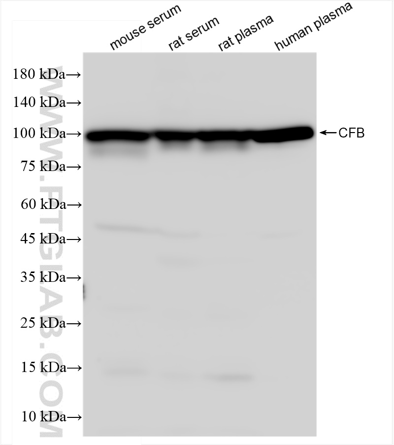 WB analysis using 84101-5-RR (same clone as 84101-5-PBS)