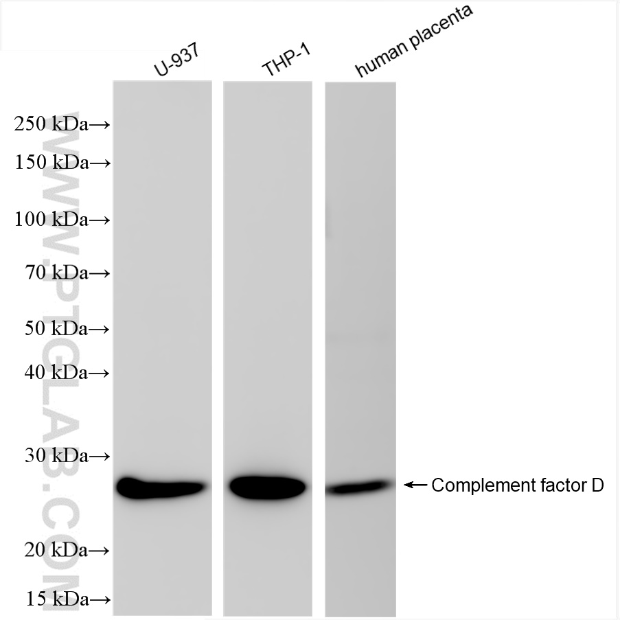 WB analysis using 84851-4-RR (same clone as 84851-4-PBS)