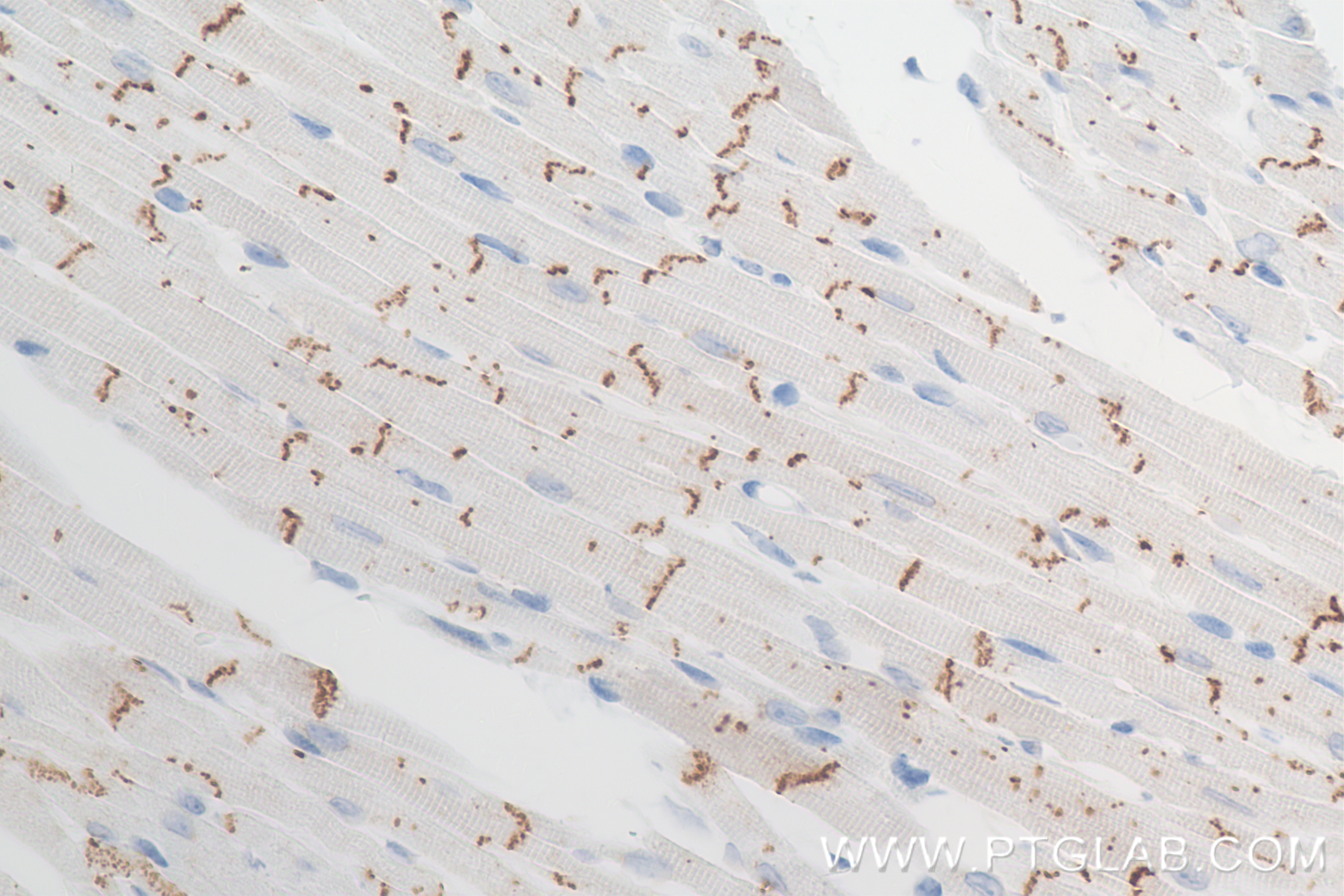 IHC staining of mouse heart using 80543-1-RR