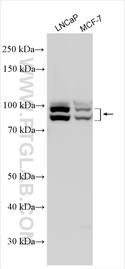 WB analysis using 31183-1-AP