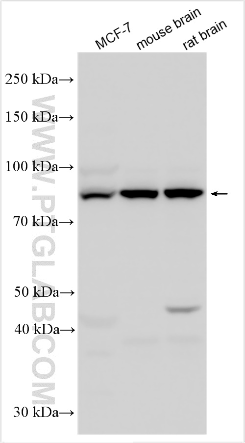 WB analysis using 31183-1-AP