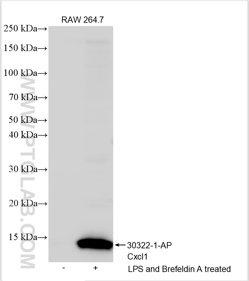 WB analysis using 30322-1-AP