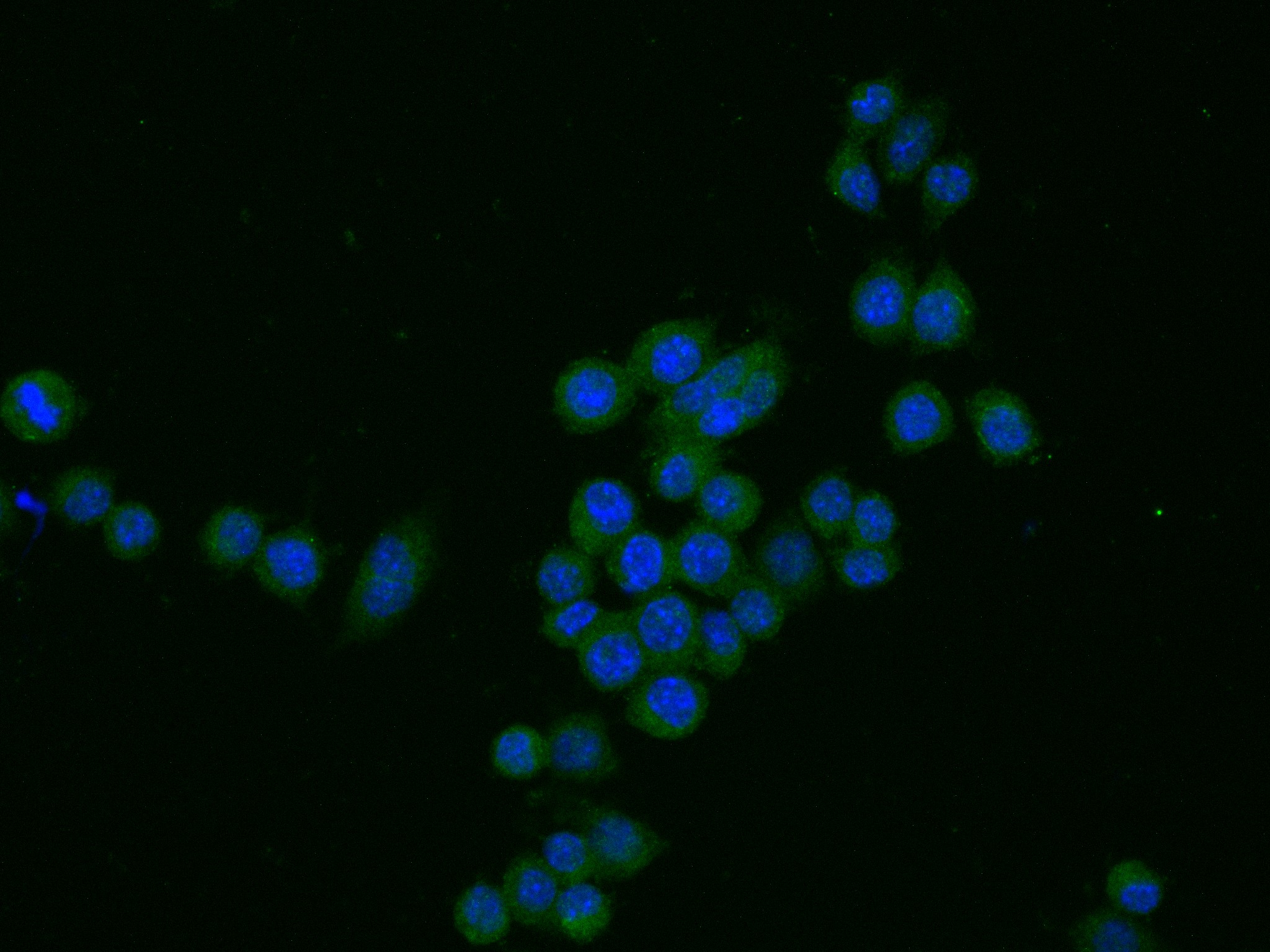 Cxcl2 antibody (83758-1-RR) | Proteintech | 武汉三鹰生物技术有限公司