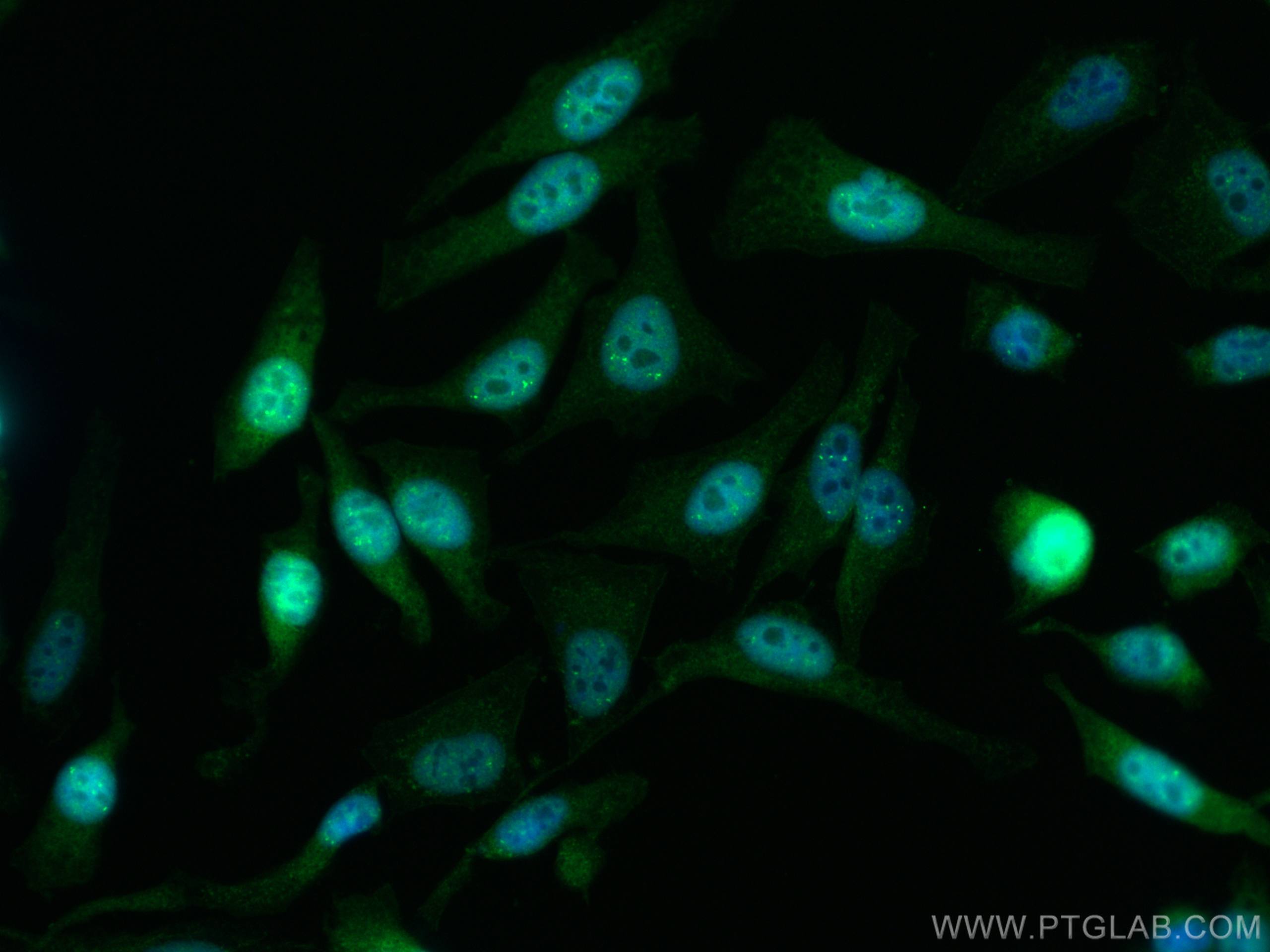 IF Staining of HeLa using CL488-18202