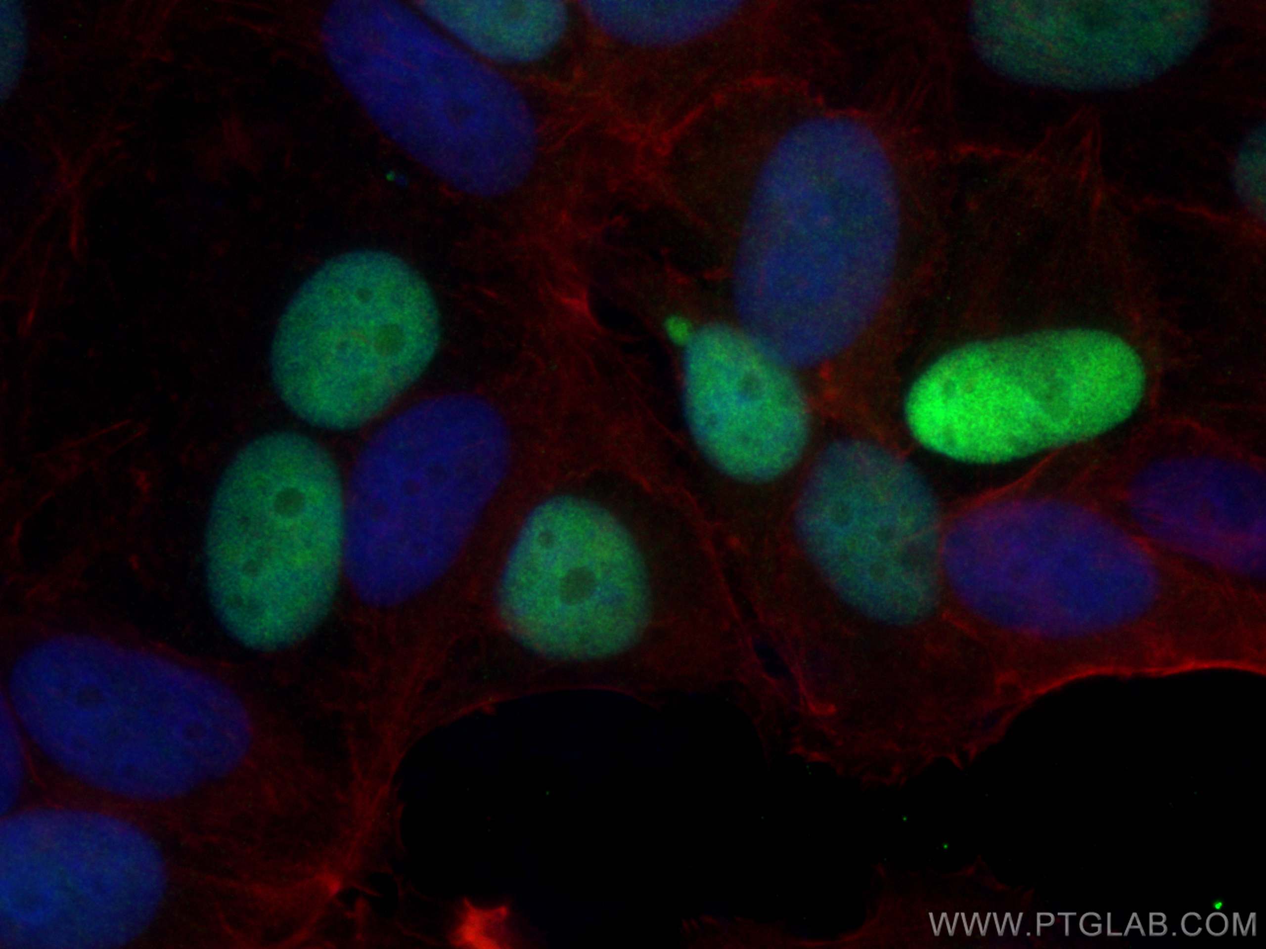 IF Staining of MCF-7 using 82681-1-RR