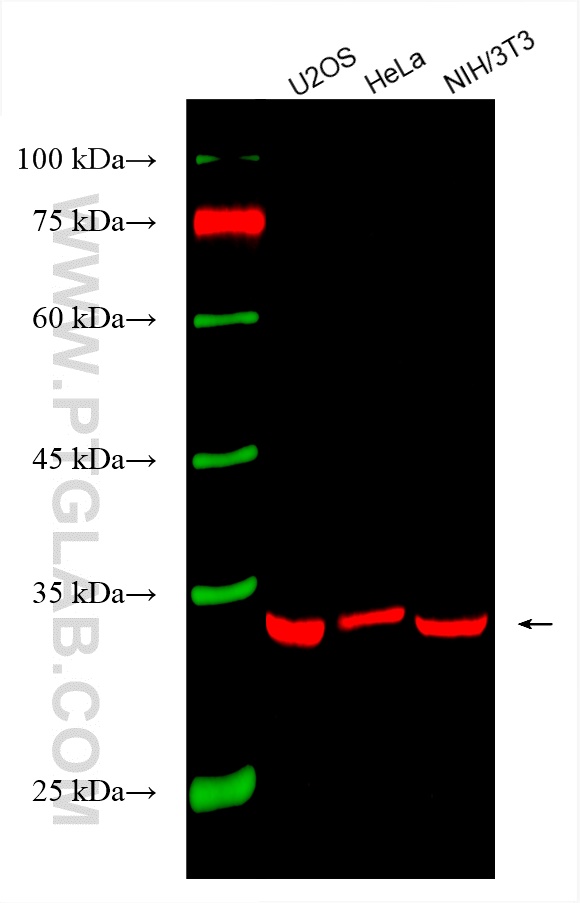 WB analysis using CR-60186