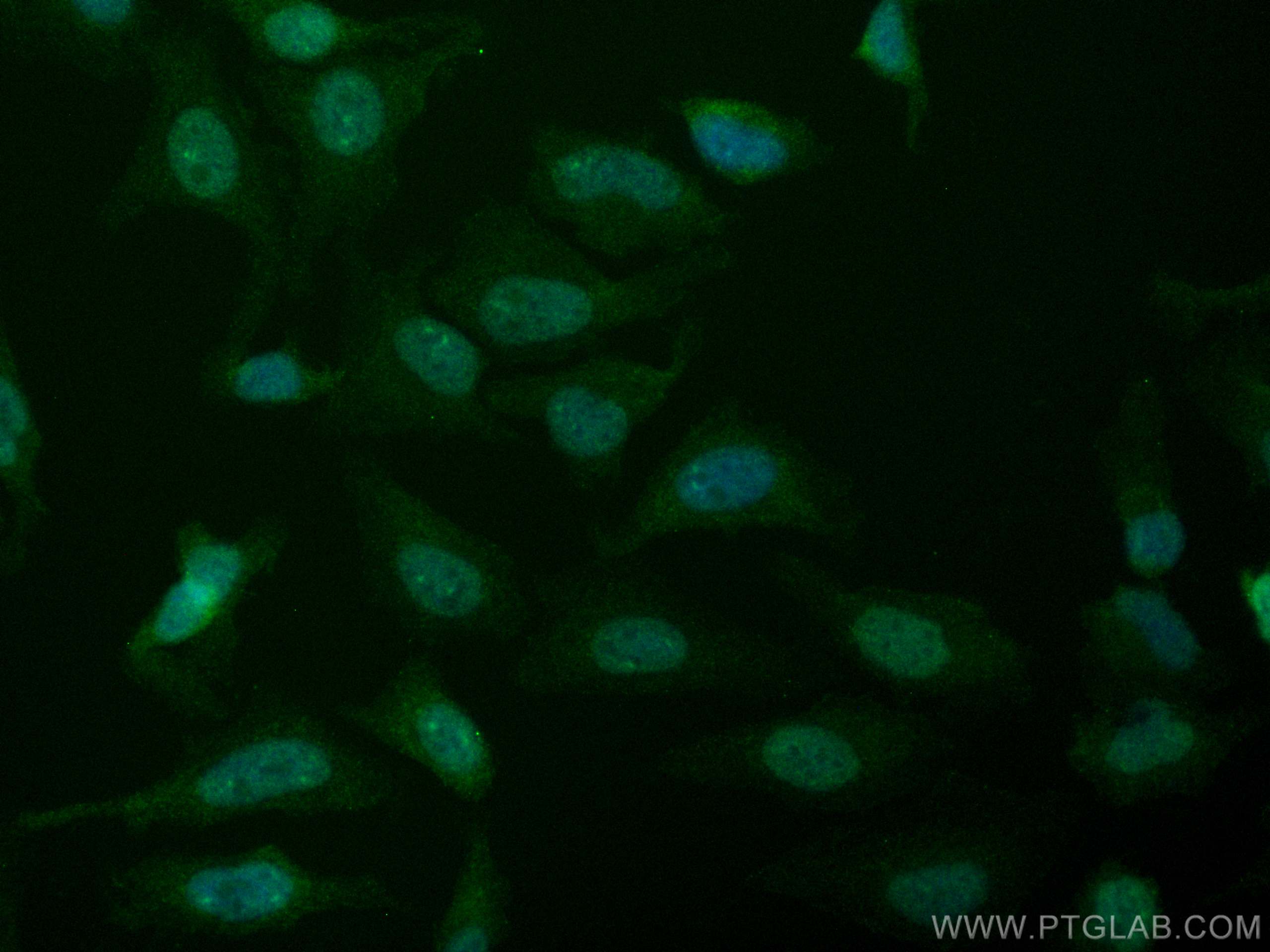 IF Staining of HeLa using CL488-66357