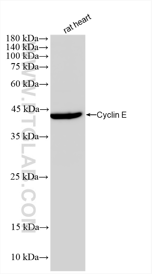 WB analysis of rat heart using 82700-10-RR