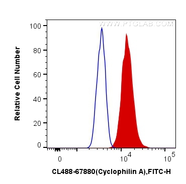 Cyclophilin A