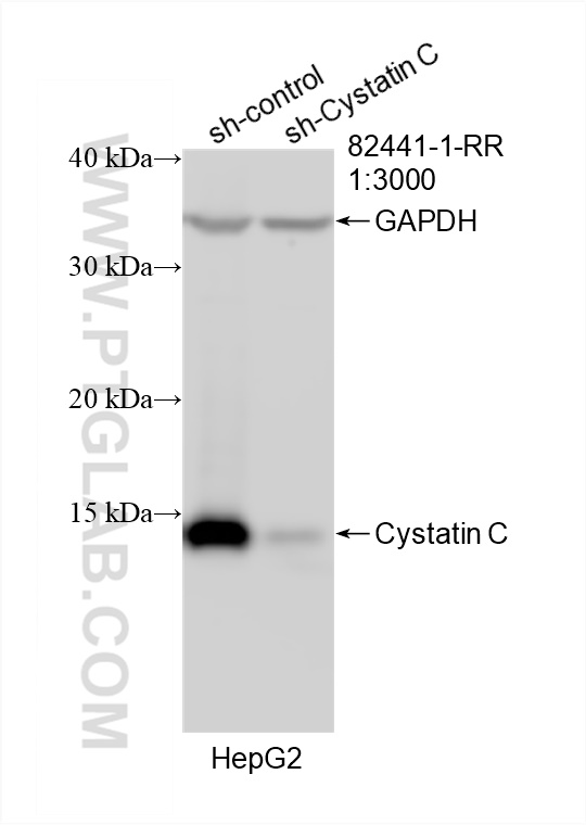 WB analysis of HepG2 using 82441-1-RR (same clone as 82441-1-PBS)