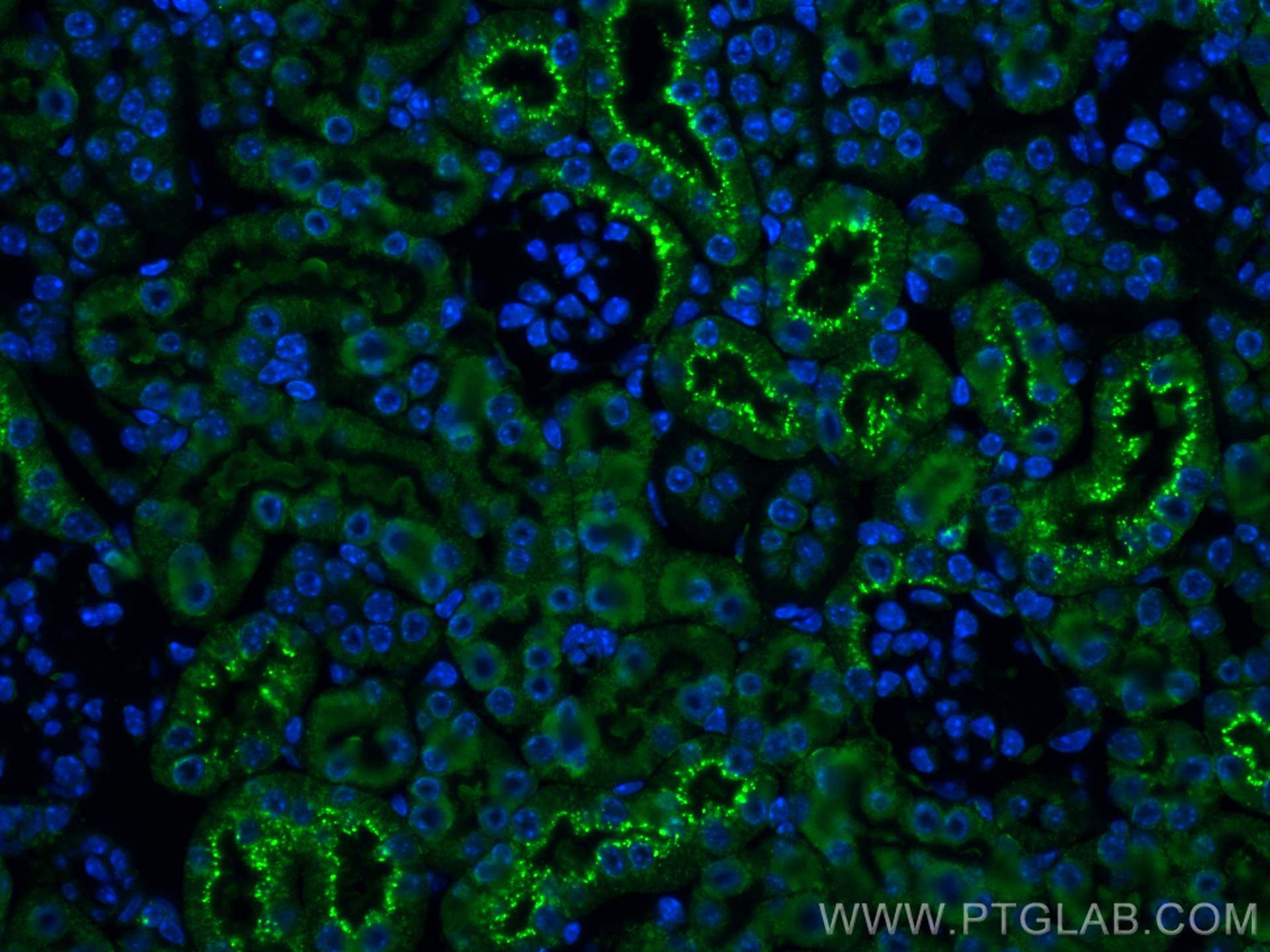 IF Staining of mouse kidney using CL488-12245