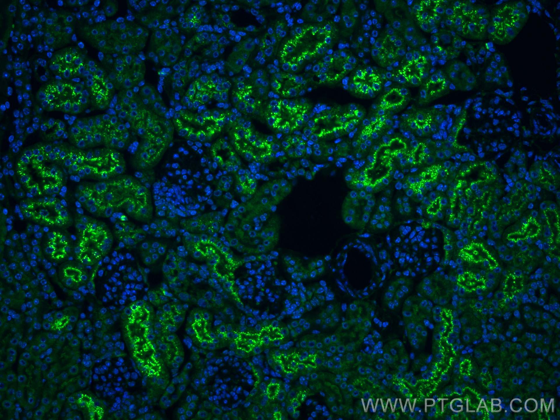 IF Staining of mouse kidney using CL488-82441