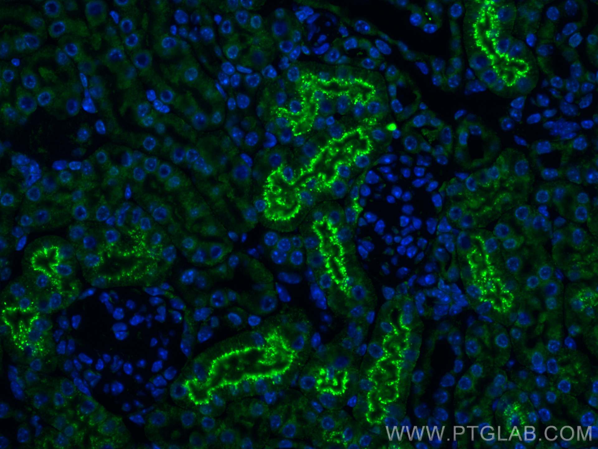 IF Staining of mouse kidney using CL488-82441