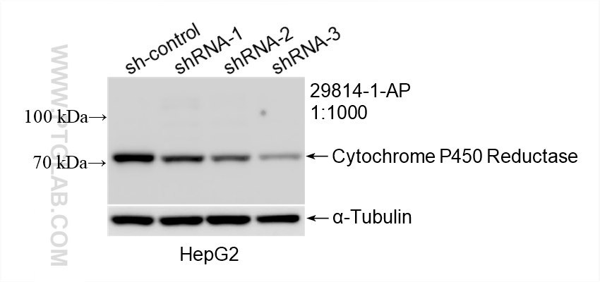 WB analysis of HepG2 using 29814-1-AP