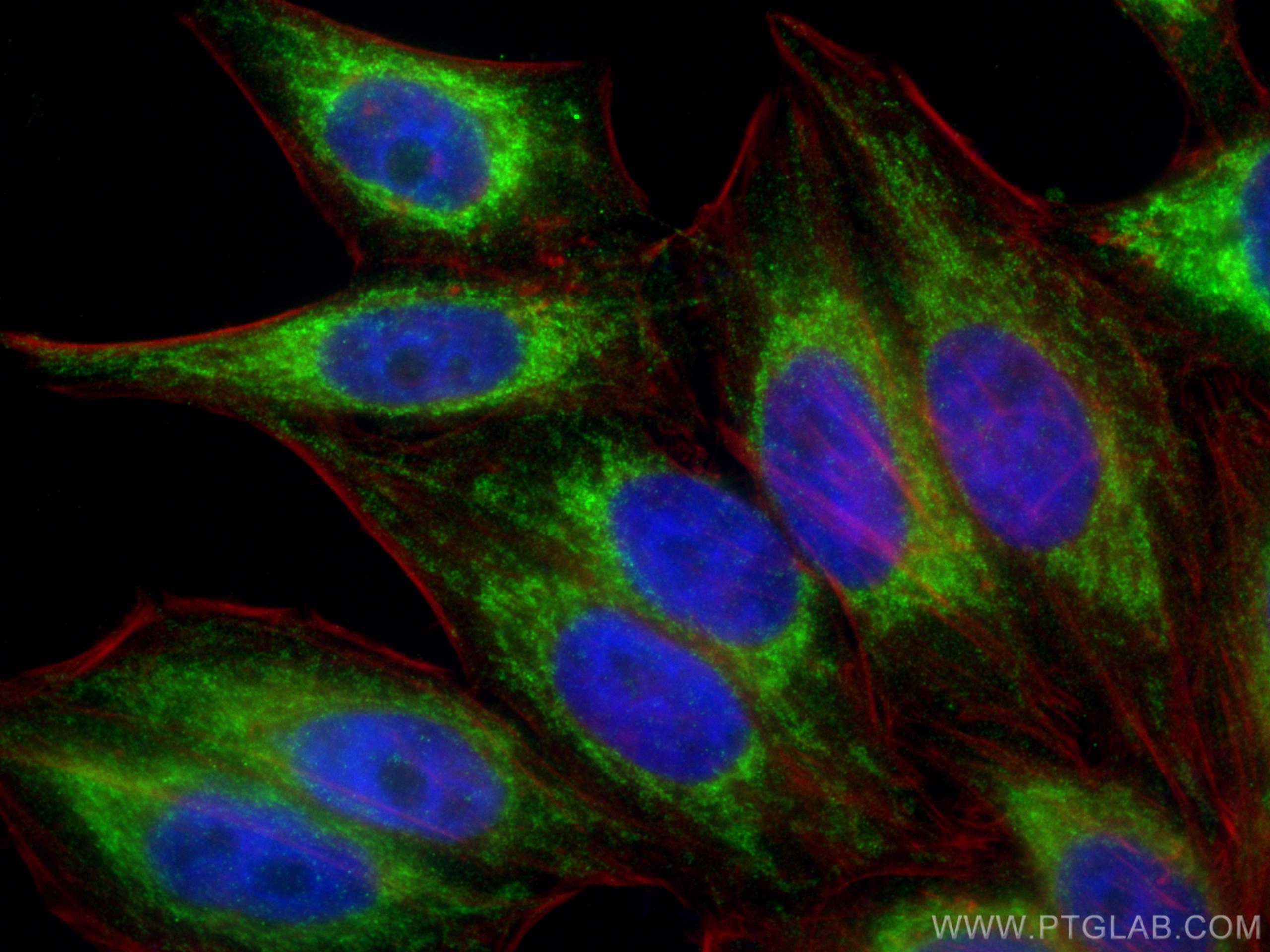 IF Staining of HepG2 using 66264-1-Ig