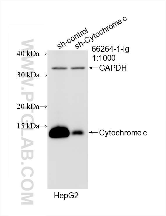 WB analysis of HepG2 using 66264-1-Ig