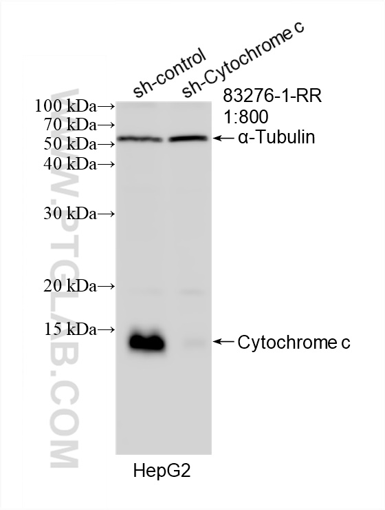 WB analysis of HepG2 using 83276-1-RR