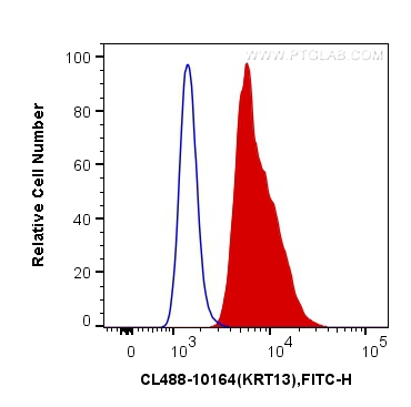 Cytokeratin 13