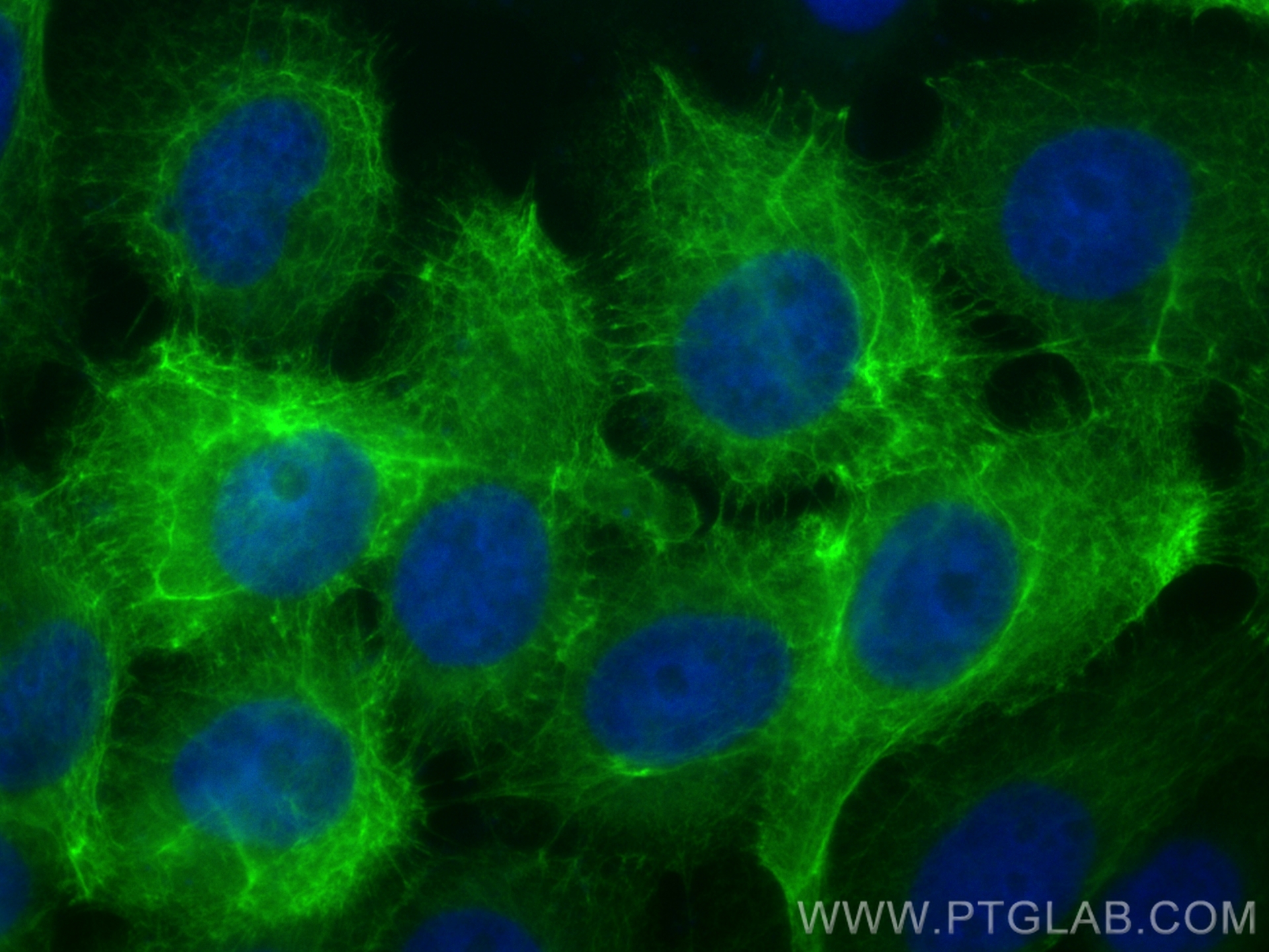 IF Staining of A431 using CL488-83058-4