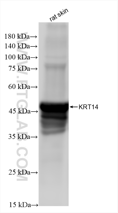 WB analysis of rat skin using 83379-1-RR