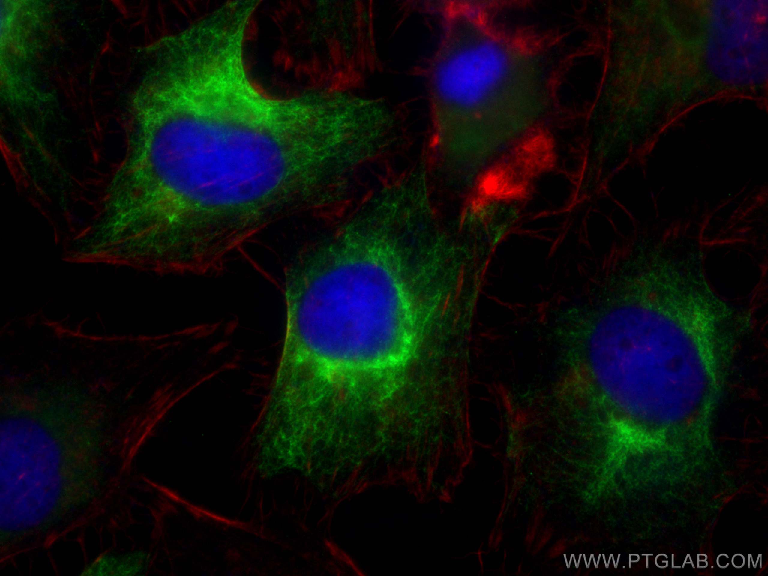 IF Staining of HeLa using CL488-14965