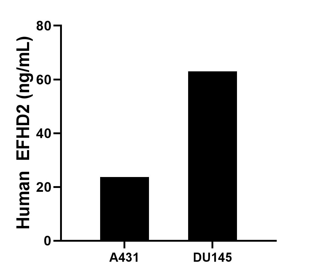 The mean EFHD2 concentration was determined to be 23.7 ng/mL in A431cell extract based on a 1.2 mg/mL extract load, 63.0 ng/mL in DU145 cell extract based on a 2.3 mg/mL extract load. The mean EFHD2 concentration was determined to be 23.7 ng/mL in A431cell extract based on a 1.2 mg/mL extract load, 63.0 ng/mL in DU145 cell extract based on a 2.3 mg/mL extract load.