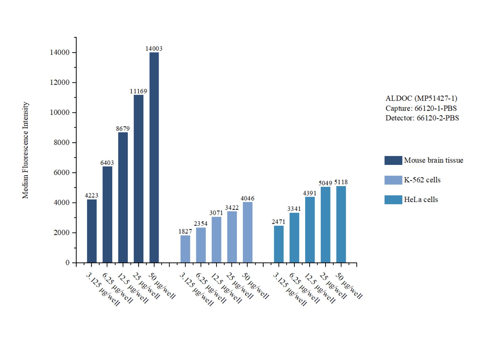 Cytometric bead array sample test of MP51427-1, ALDOC Monoclonal Matched Antibody Pair, PBS Only. Capture antibody: 66120-1-PBS. Detection antibody: 66120-2-PBS. Cytometric bead array sample test of MP51427-1, ALDOC Monoclonal Matched Antibody Pair, PBS Only. Capture antibody: 66120-1-PBS. Detection antibody: 66120-2-PBS.