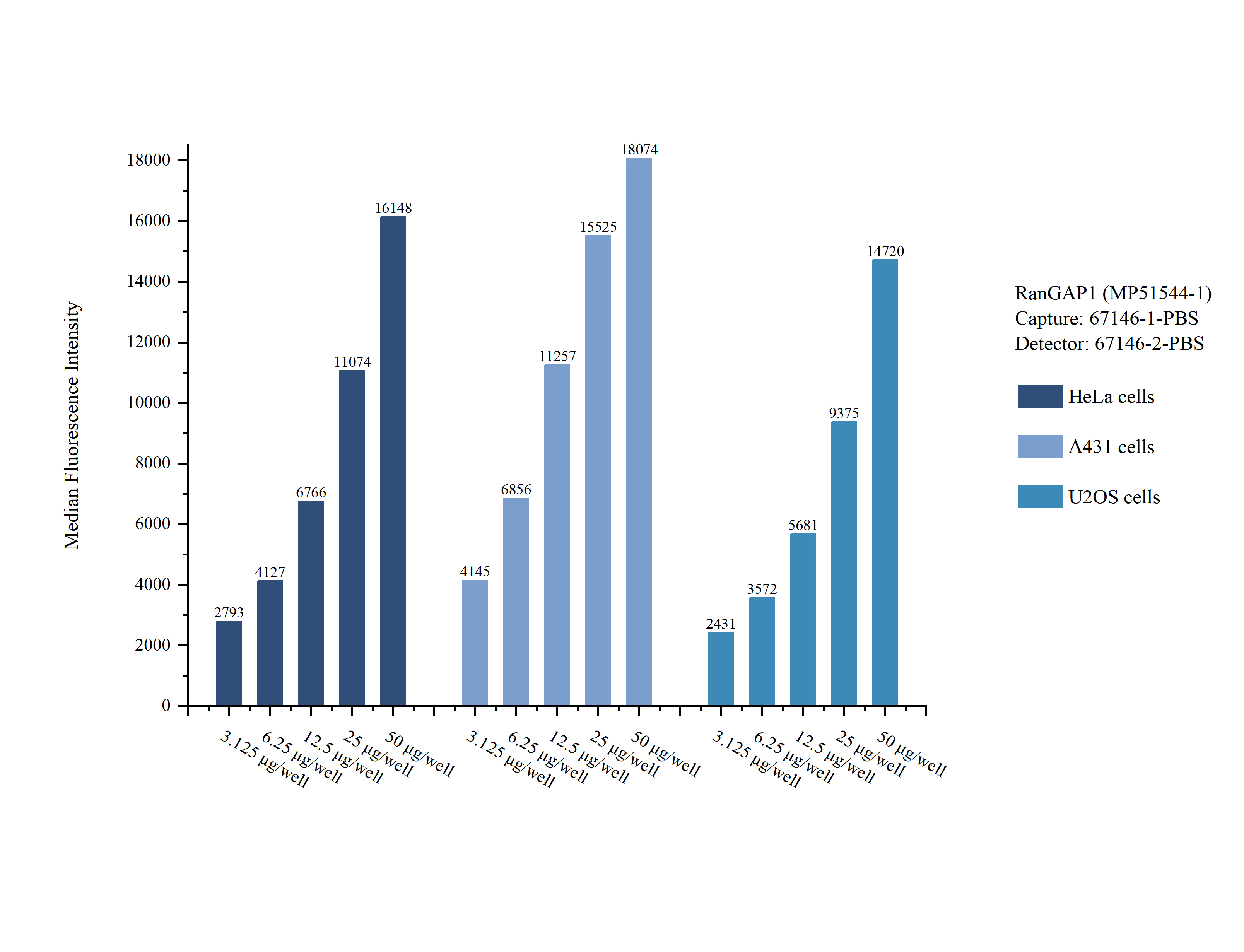 Cytometric bead array sample test of MP51544-1, RanGAP1 Monoclonal Matched Antibody Pair, PBS Only. Capture antibody: 67146-1-PBS. Detection antibody: 67146-2-PBS. Cytometric bead array sample test of MP51544-1, RanGAP1 Monoclonal Matched Antibody Pair, PBS Only. Capture antibody: 67146-1-PBS. Detection antibody: 67146-2-PBS.