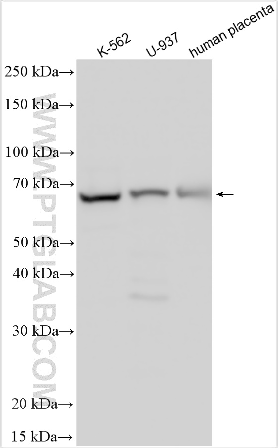 WB analysis using 13807-1-AP