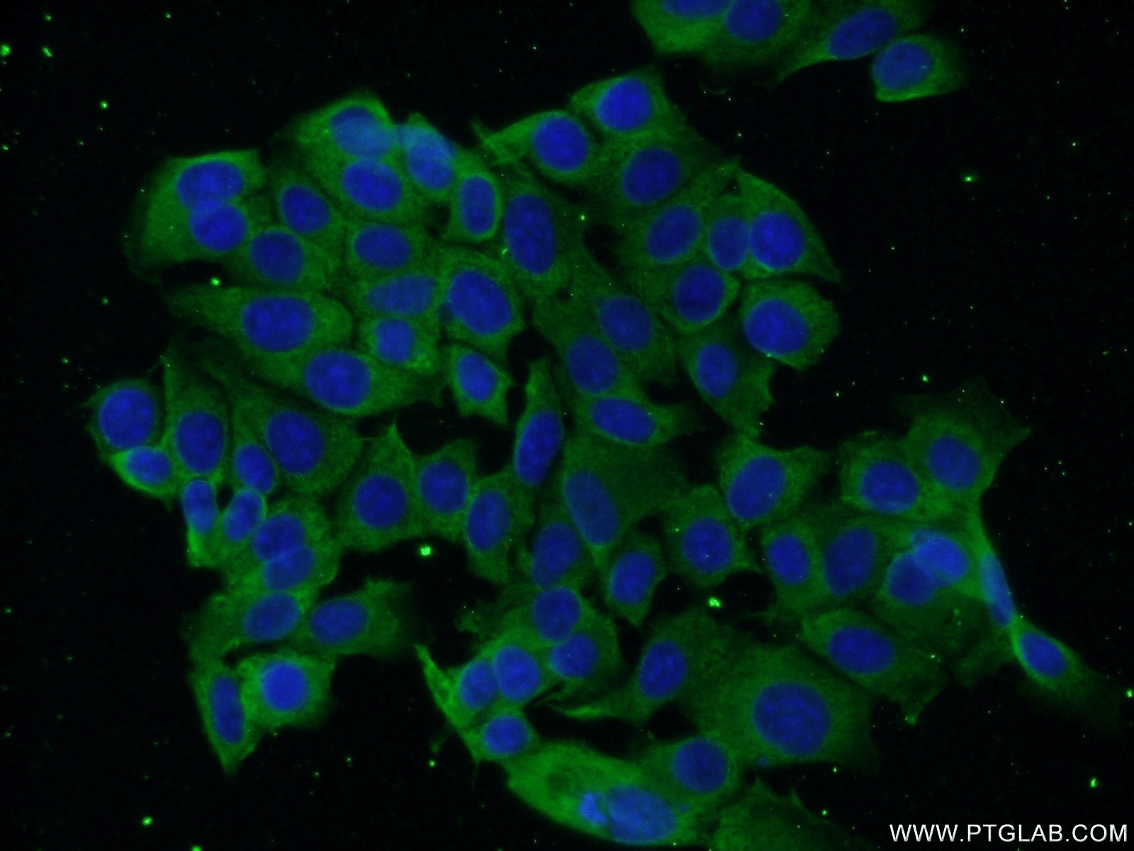 IF Staining of MCF-7 using 60336-1-Ig (same clone as 60336-1-PBS)