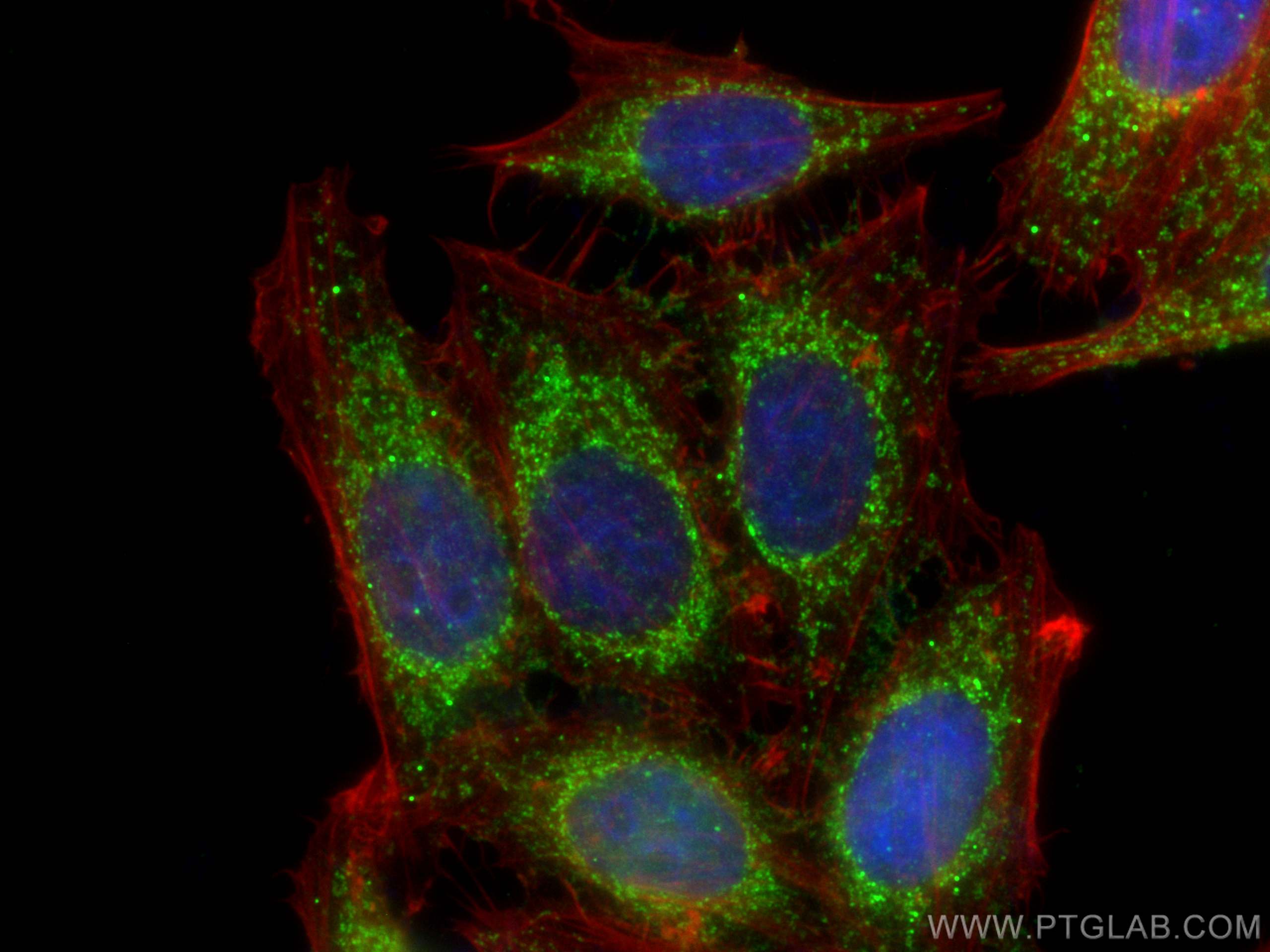 IF Staining of HepG2 using 12451-1-AP