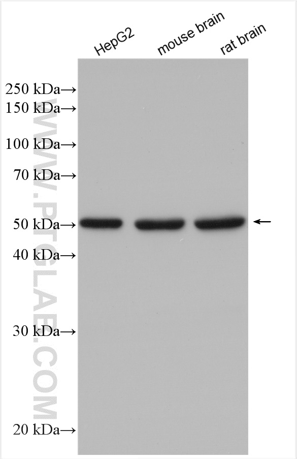 WB analysis using 12451-1-AP