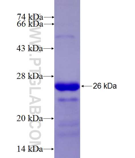 DCHS1 fusion protein Ag27166 SDS-PAGE