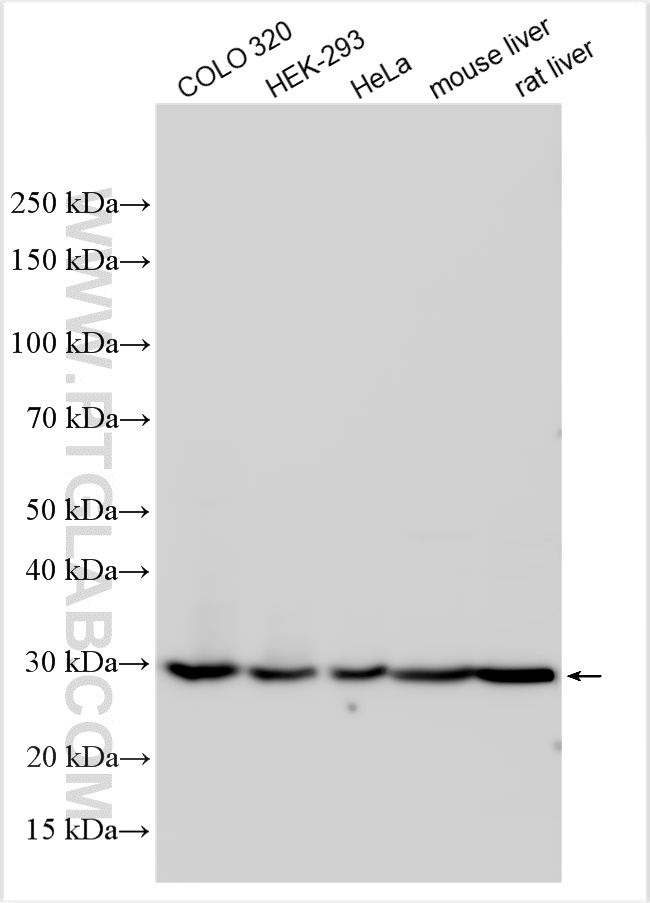 WB analysis using 11535-1-AP