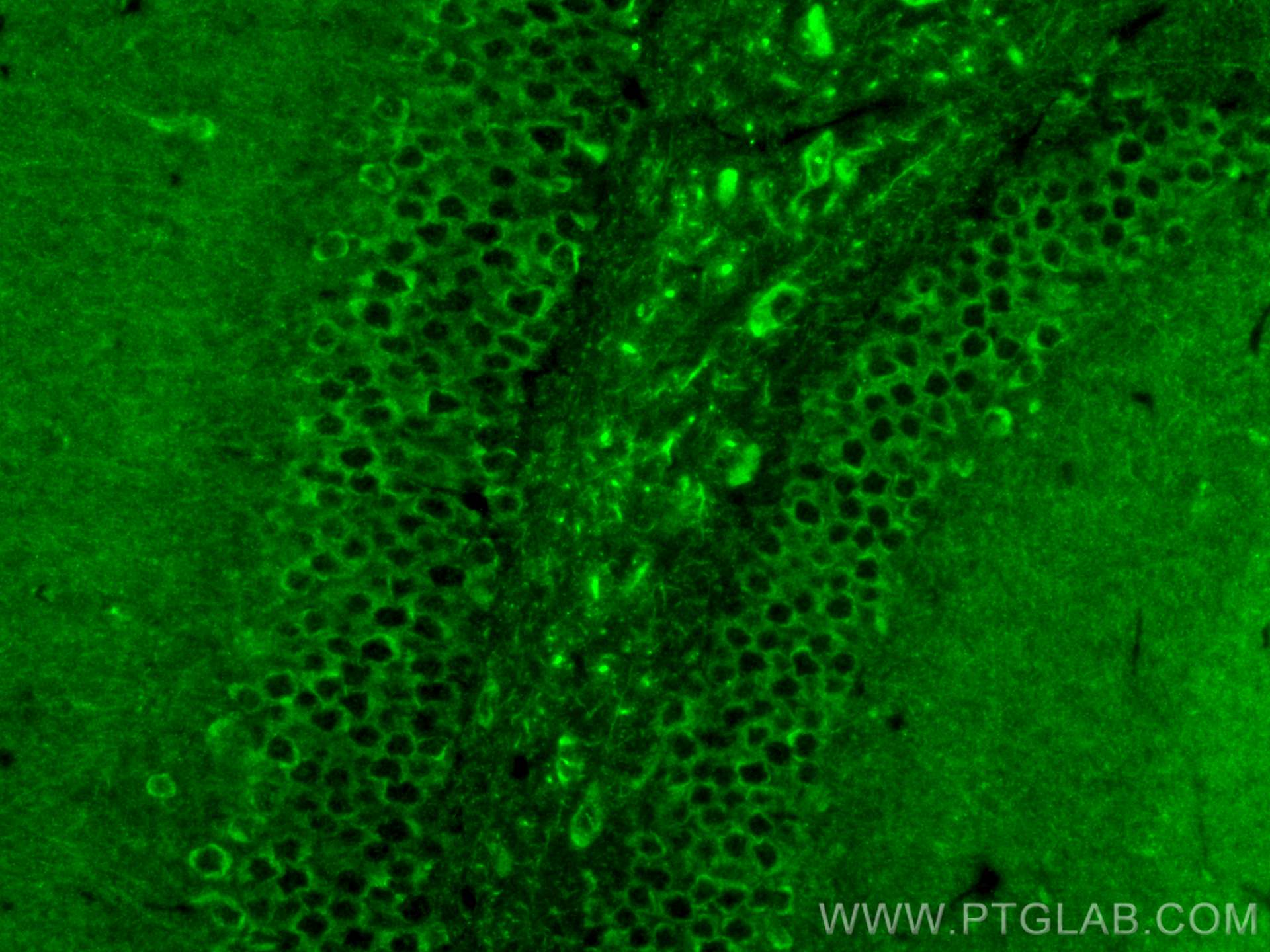 IF Staining of mouse brain using 21699-1-AP