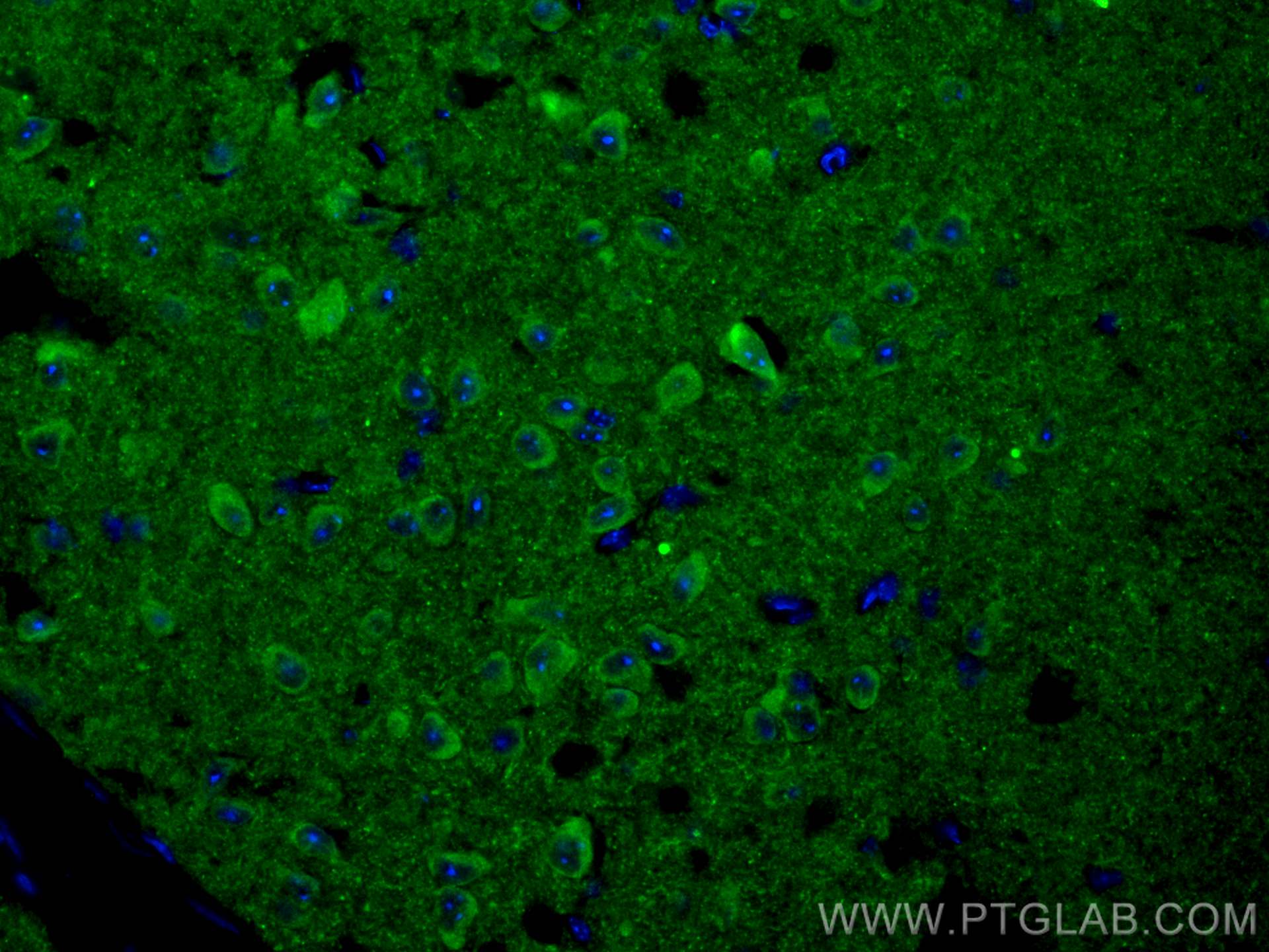 IF Staining of mouse brain using 68234-1-Ig (same clone as 68234-1-PBS)